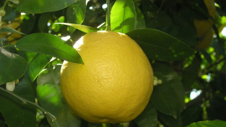 Maladie du citronnier