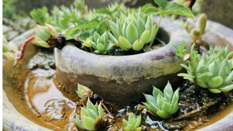 Bouture plante grasse dans l’eau