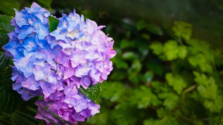 Distance d’un mur planter un hortensia