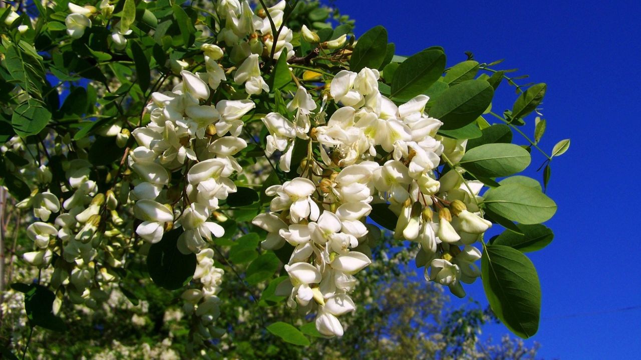 Fleur d’acacia