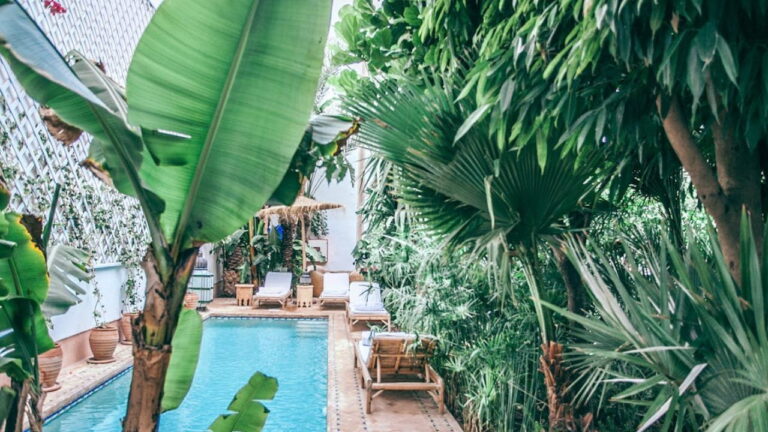 Arbre planter autour d’une piscine