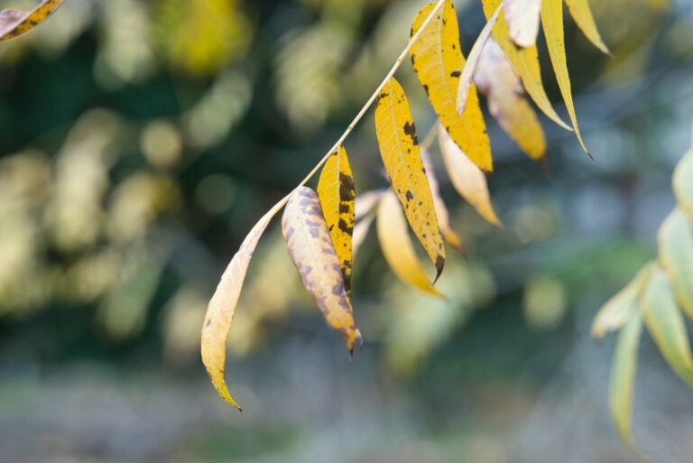 Olivier feuilles jaunes