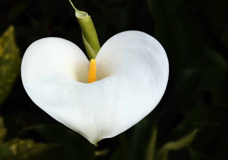 Arum feuilles jaunes