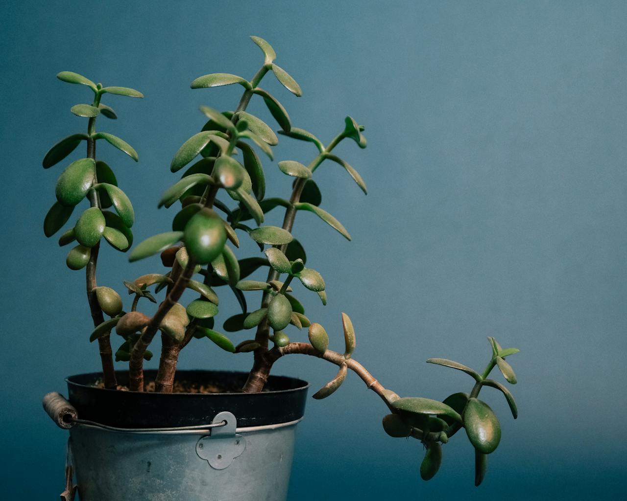 Arbre de jade