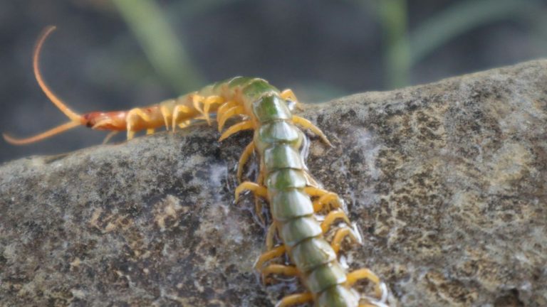 Mille-pattes dans la maison