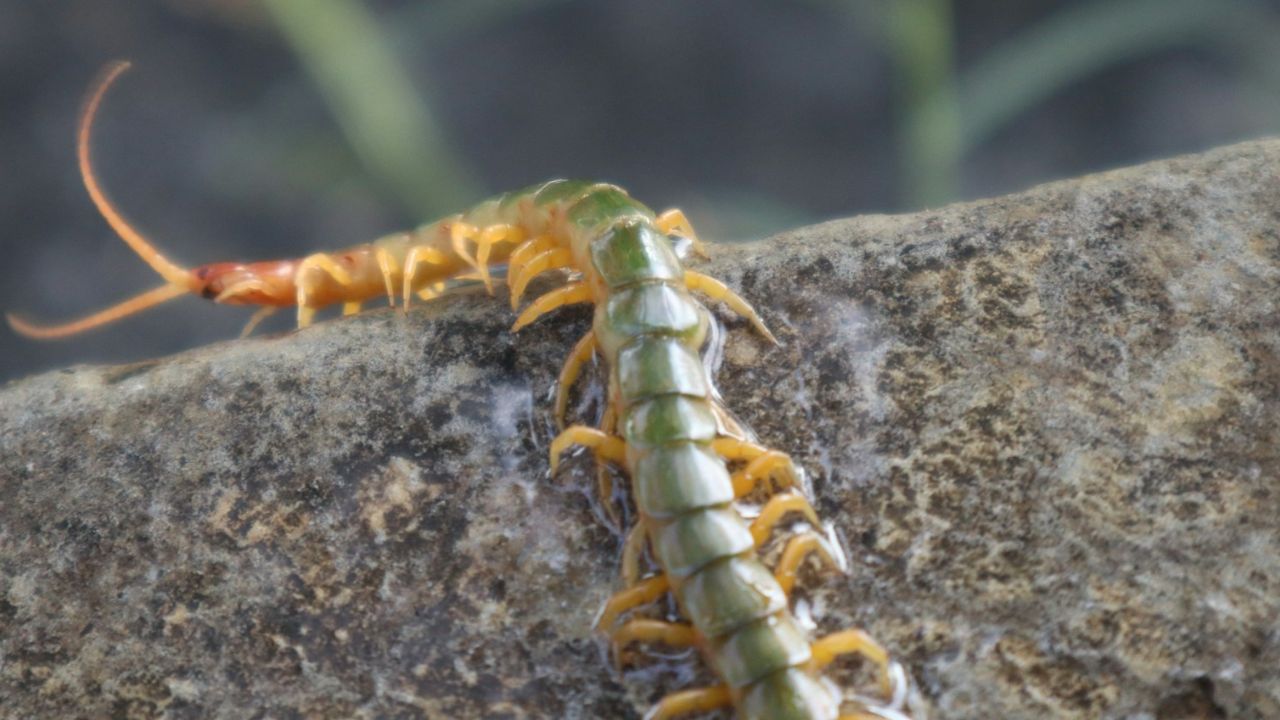 Mille-pattes dans la maison