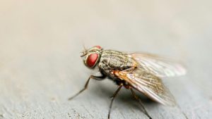 Durée de vie d’une mouche