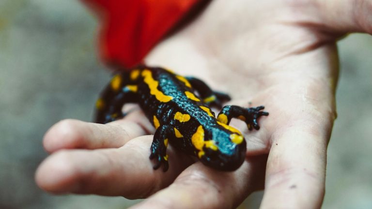Salamandre dans la maison