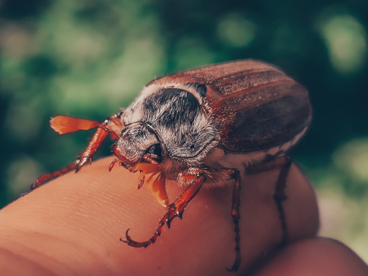 Hanneton dans la maison