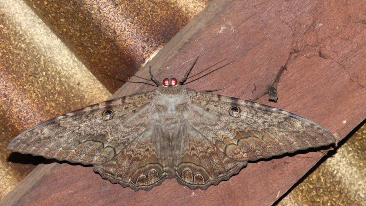 Papillon de nuit dans la maison