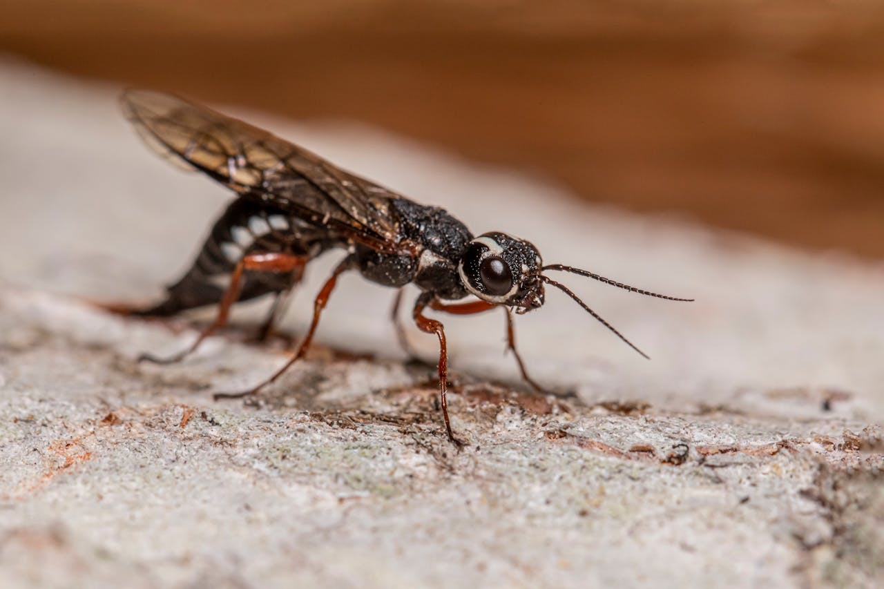 Insecte noir volant dans la maison