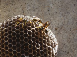 Nid de bourdon dans le mur