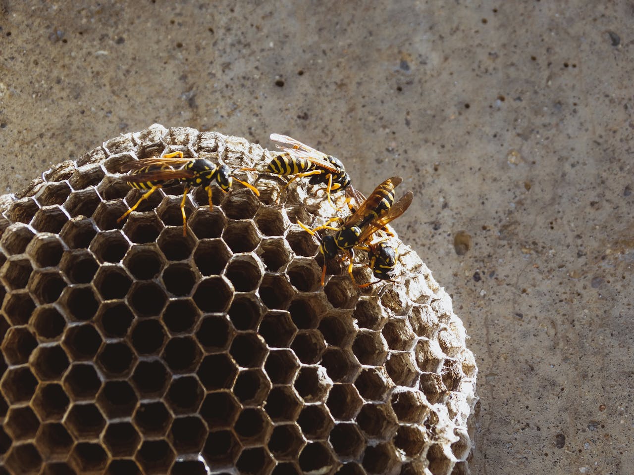 Nid de bourdon dans le mur