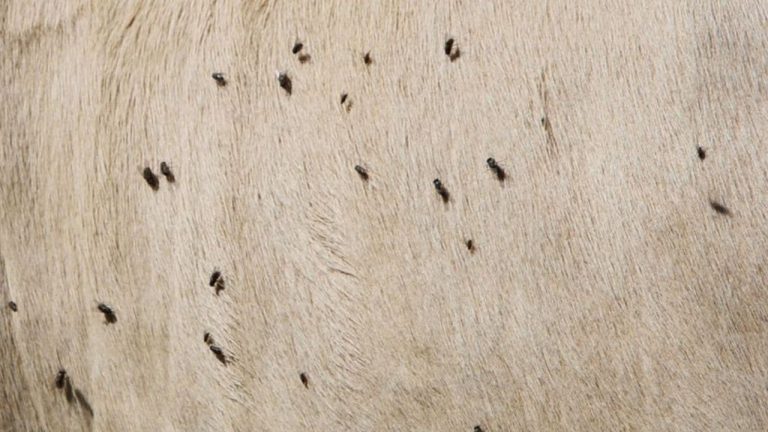 Infestation de mouches dans la maison
