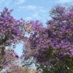 Jacaranda