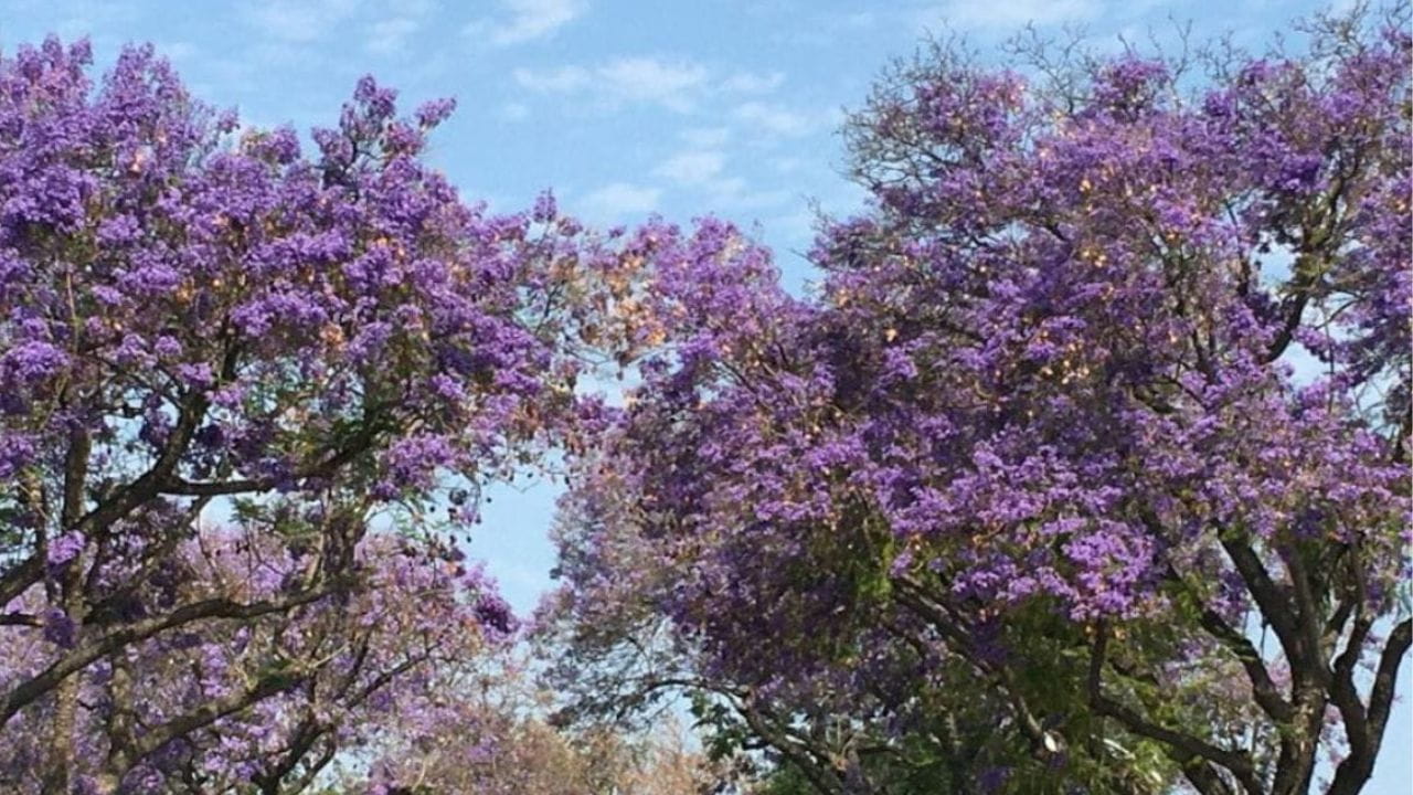 Jacaranda