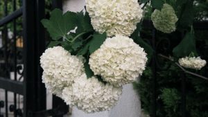Hortensia blanc
