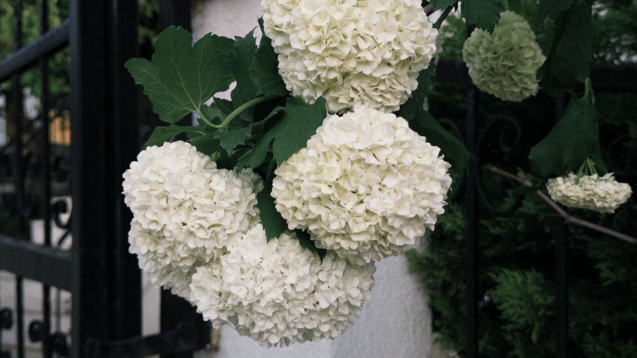 Hortensia blanc