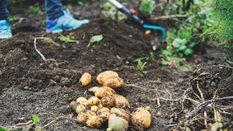 Planter les pommes de terre en 2026