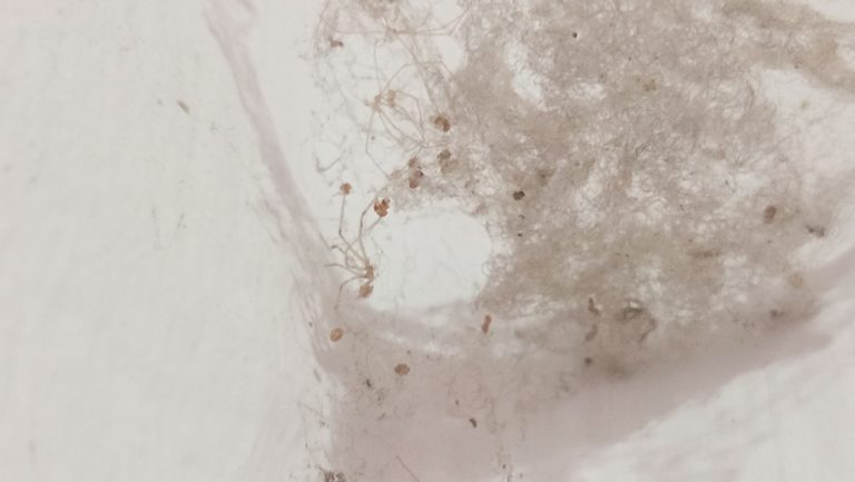 Vers de mites au plafond