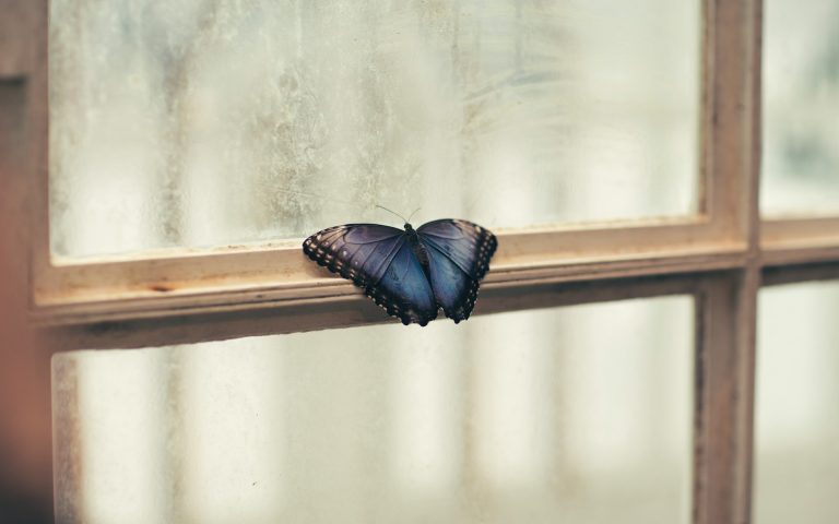Papillon dans la maison