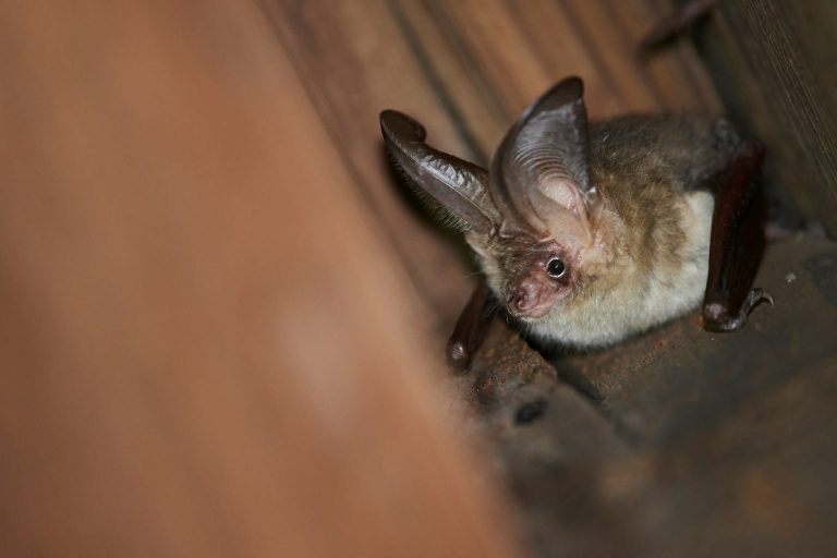 Crotte de chauve-souris