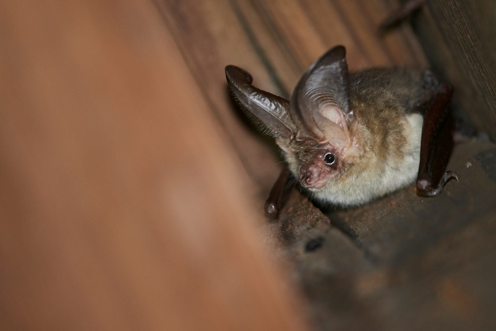 Crotte de chauve-souris