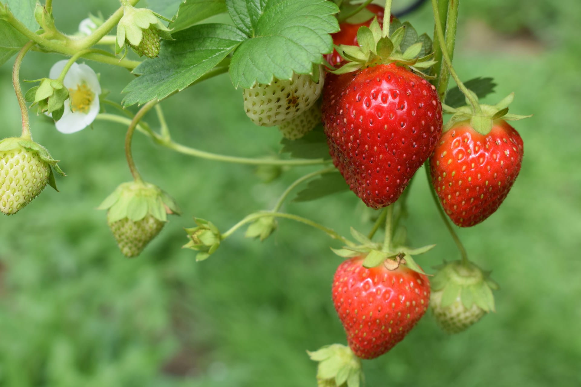Fraisier remontant