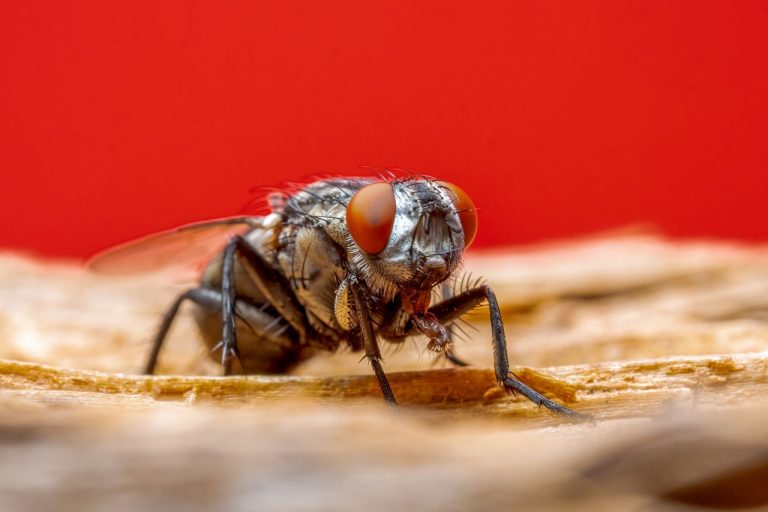 Nid de mouches dans une maison