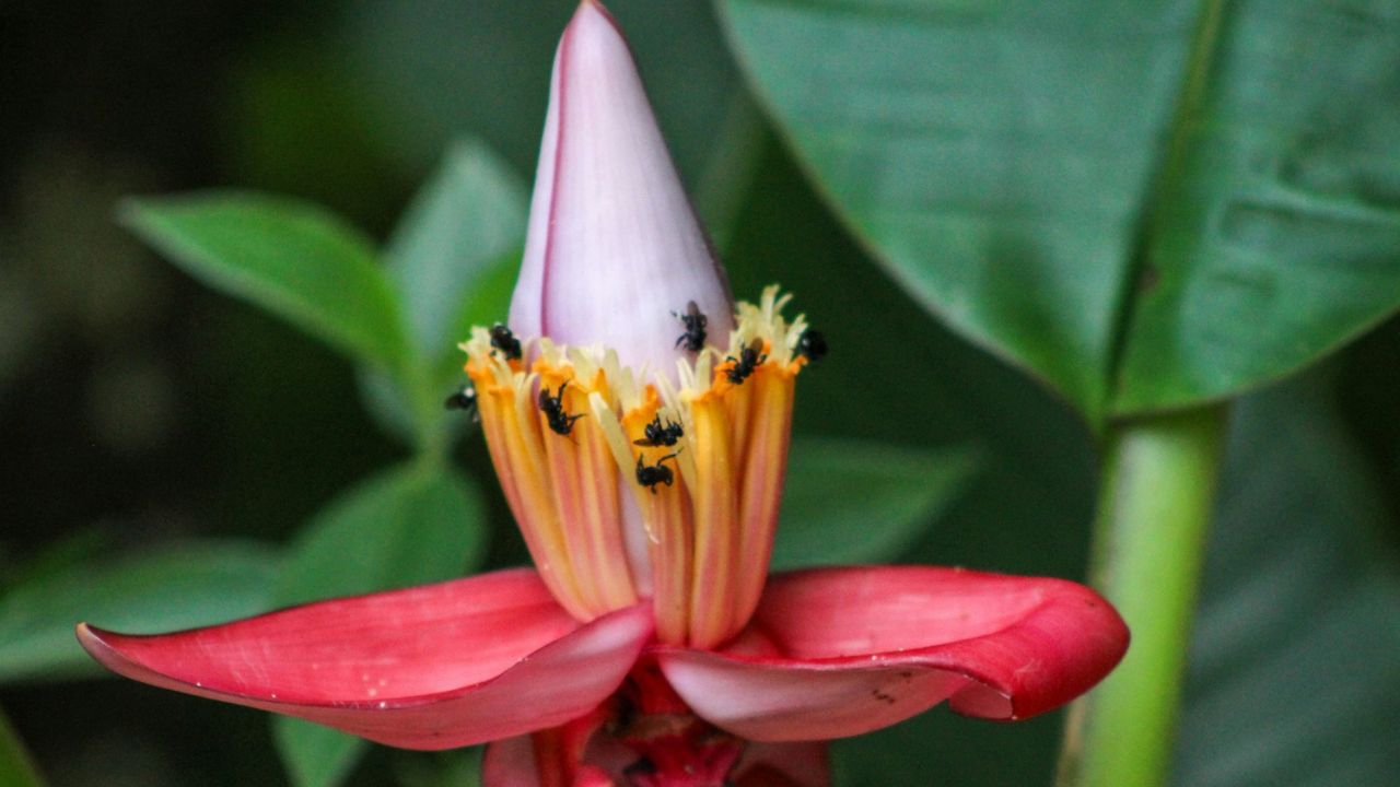 Fleur de bananier